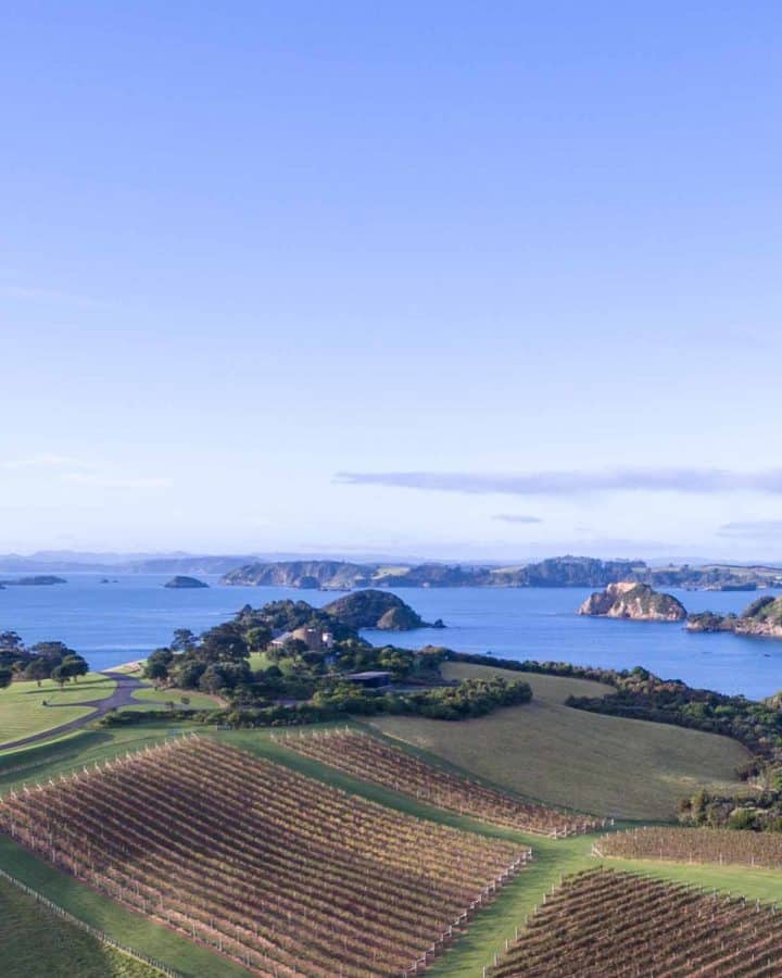 Beginner's Guide to New Zealand Wine Vineyard