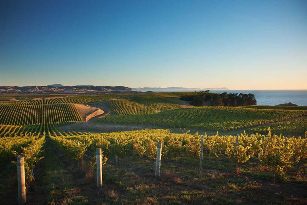 Beginner's Guide to NZ Wine Marlborough Vineyard